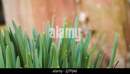 A closeup of daffodil foliage against the blurry background. Stock Photo