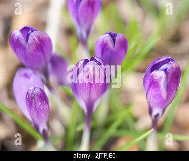 A closeup of Crocus vernus, known as spring crocus, giant crocus. Stock Photo