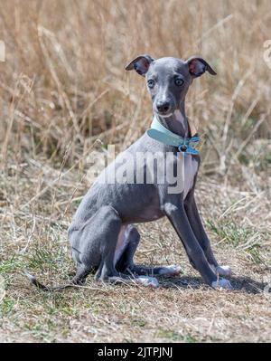 Whippet Puppy out for a walk Stock Photo