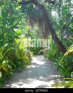 Footpath surrounded by lush tropical vegetation in the jungle of Costa ...