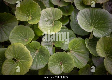Mostly blurred large round leaves background of leopard plant Stock Photo