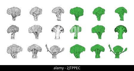 Broccoli hand drawn vector illustrations. Farm market product. Vegetable engraved style objects. Healthy eating. Organic food illustration. Isolated B Stock Vector