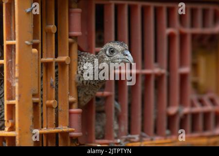 pheasant poult in a crate Stock Photo