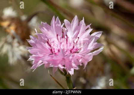 Close up of a pink cornflower (centaurea cyanus) in bloom Stock Photo