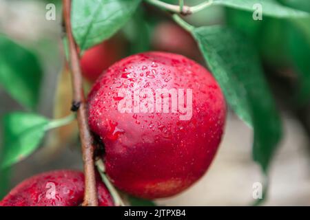 Red nectarine on the tree . Fresh fruit with water drops Stock Photo