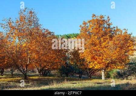 Walnut trees with yellow leaves . Walnut garden in autumn Stock Photo