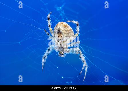 Macro photography of a garden spider Stock Photo