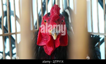 The close-up view of a rooster with a red comb staring straight out of the cage Stock Photo