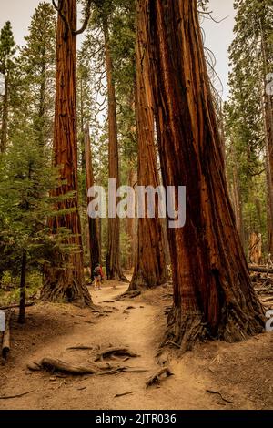 Female Hiker Begins to Disappear Into The Large Trees in Sequoia Grove in Yosemite Stock Photo