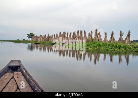 Jute sticks are being gathered in one place and dried. The reflection of the dried stick fell into the water of the pond. Stock Photo