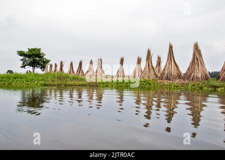 Jute sticks are being gathered in one place and dried. The reflection of the dried stick fell into the water of the pond. Stock Photo