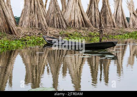 Jute sticks are being gathered in one place and dried. The reflection of the dried stick fell into the water of the pond. Stock Photo