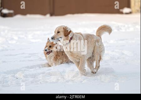 golden retriever and welsh corgi play in the white snow on a cold winter day Stock Photo