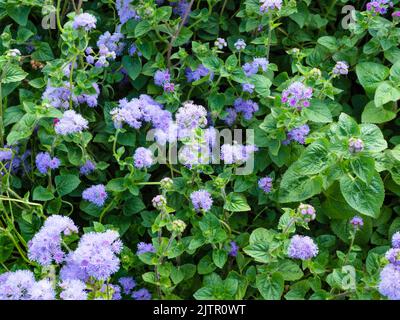 lush outdoor flowerbed with blue flossflower flowers in summer day Stock Photo