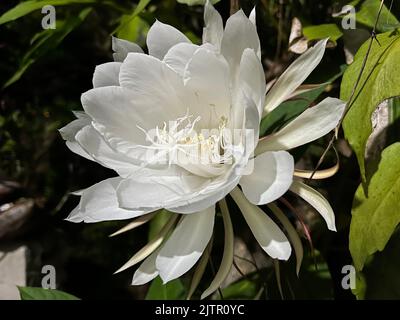 Queen of the night (Epiphyllum Oxypetalum), blooms only once at