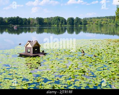 ducks and wooden floating duck house between water lilies in forest lake near Raifa Bogoroditsky Monastery, Russia on sunny summer day Stock Photo