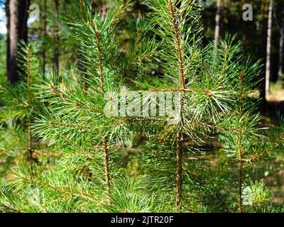 young pine trees in pine grove on sunny summer day Stock Photo