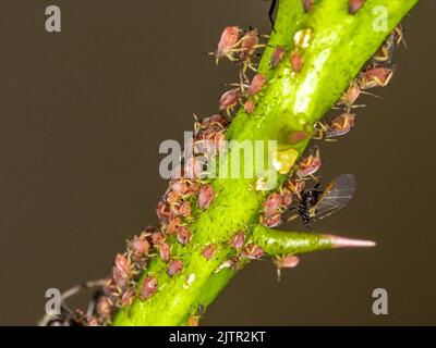 Aphids or plant lice are tiny insects that feed on plant sap, the aphidid superfamily, or Aphidoidea. Stock Photo