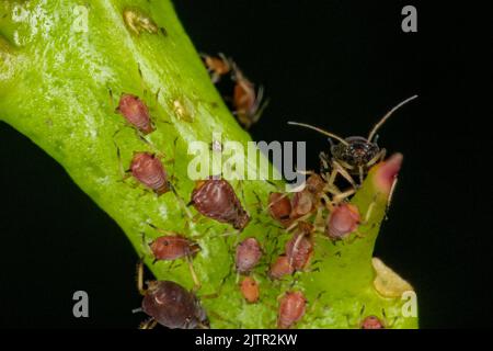 Aphids or plant lice are tiny insects that feed on plant sap, the aphidid superfamily, or Aphidoidea. Stock Photo