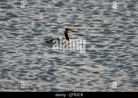 Red-Necked Grebe swimming in a pond in NY during spring migration Stock Photo