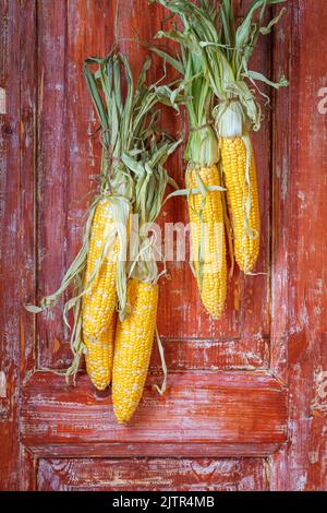 Autumn still life with hanging ears of corn in a rural house on the background of old wooden doors with space for text Stock Photo