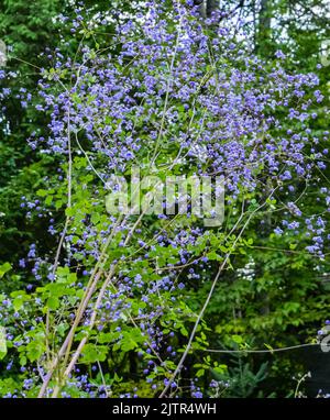 tall thalictrum splendide plant with clouds of  tiny purple lavender flowers blooming in summer garden Stock Photo