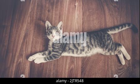 Little gray kitten lying on the floor indoors Stock Photo