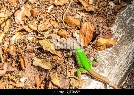 Green lizard (Ameiva ameiva) sunbathing.. Stock Photo