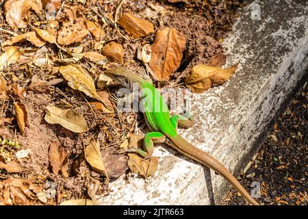 Green lizard (Ameiva ameiva) sunbathing.. Stock Photo