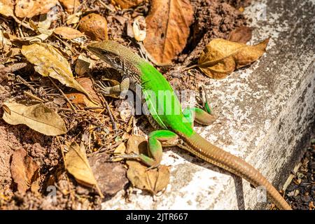 Green lizard (Ameiva ameiva) sunbathing.. Stock Photo