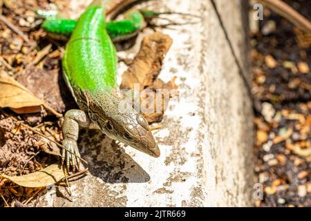 Green lizard (Ameiva ameiva) sunbathing.. Stock Photo