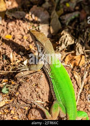 Green lizard (Ameiva ameiva) sunbathing.. Stock Photo