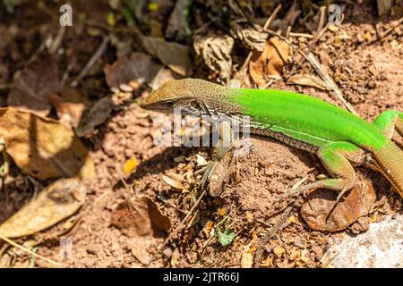 Green lizard (Ameiva ameiva) sunbathing.. Stock Photo