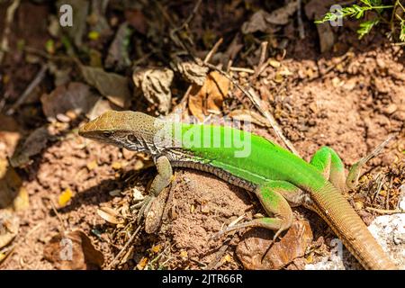 Green lizard (Ameiva ameiva) sunbathing.. Stock Photo