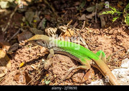 Green lizard (Ameiva ameiva) sunbathing.. Stock Photo