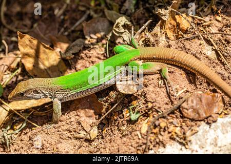 Green lizard (Ameiva ameiva) sunbathing.. Stock Photo