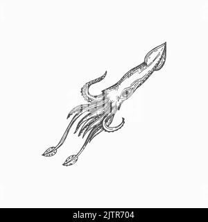 Atlantic squid animal isolated underwater mollusk hand drawn sketch icon. Vector hooked-squid, aquatic animal with elongated body and eight arms. Mari Stock Vector