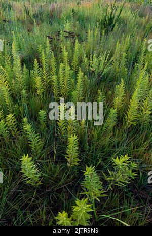 Goldenrod grows in profusion in the prairie at Kankakee Sands Forest Preserve in Will County, Illinois Stock Photo