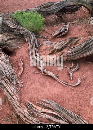 The branches and trunks of a dead and decaying Juniper tree lie on the desert floor, Canyonlands National Park, San Juan County, Utah Stock Photo