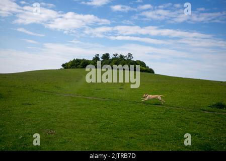 Wittenham Clumps are a pair of wooded chalk hills in the Thames Valley, in the civil parish of Little Wittenham, Oxfordshire. Stock Photo
