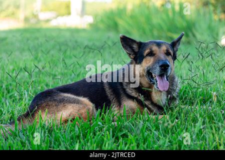Beautiful elderly German Shepherd dog resting on the grass.. Stock Photo