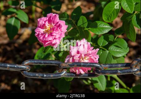 Withering purple roses with a metal chain Stock Photo