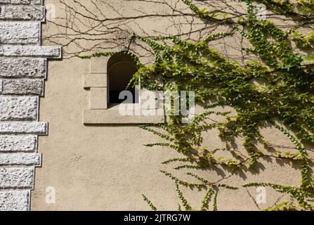 Stone wall with ivy and stained glass window of church. Stock Photo