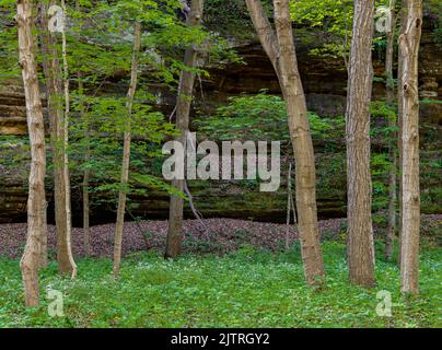 Blooming Phacelia fills the forest floor under trees in Illinois Canyon, Starved Rock State Park, LaSalle County, Illinois Stock Photo