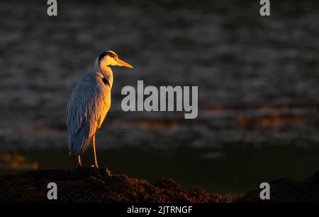 A Grey Heron (Ardea cinerea) stands motionless in golden sunlight on edge of a sea loch on Isle of Mull, Scotland Stock Photo
