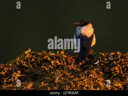 A Hooded Crow (Corvus cornix) preched on a seaweed covered rock in golden sunlight, Isle of Mull, Scotland Stock Photo
