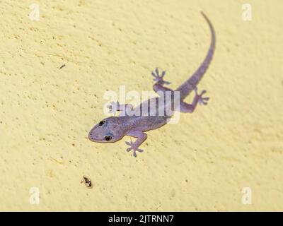 Domestic gecko walking on the house wall. Stock Photo