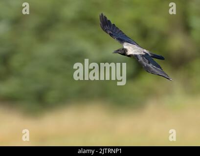 A Hooded Crow (Corvus cornix) in flight, Isle of Mull, Scotland Stock Photo
