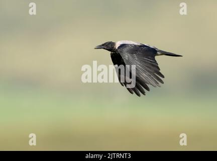 A Hooded Crow (Corvus cornix) in flight, Isle of Mull, Scotland Stock Photo