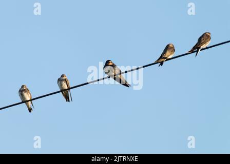 A Swallow (Hirundo rustica) perched on a telephone wire between four young Sand Martins (Riparia riparia), Isle of Mull, Scotland Stock Photo